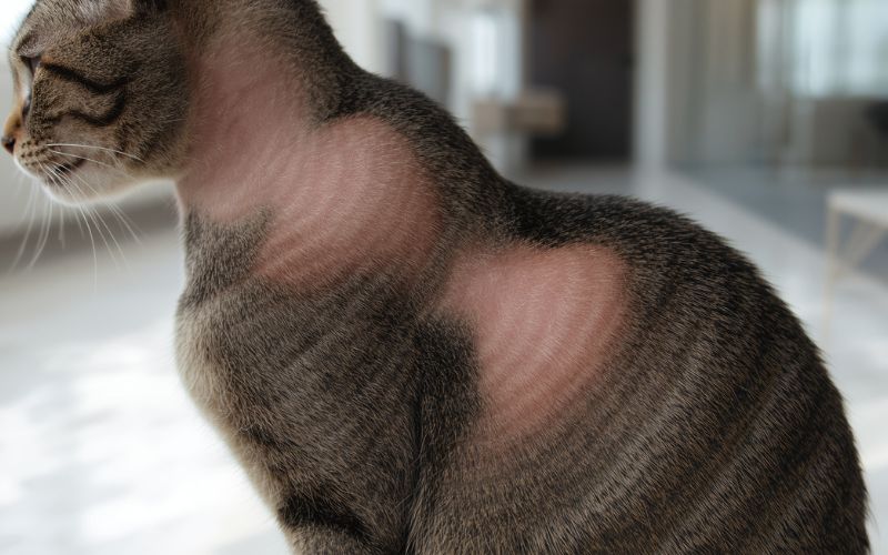 Hair loss in cats