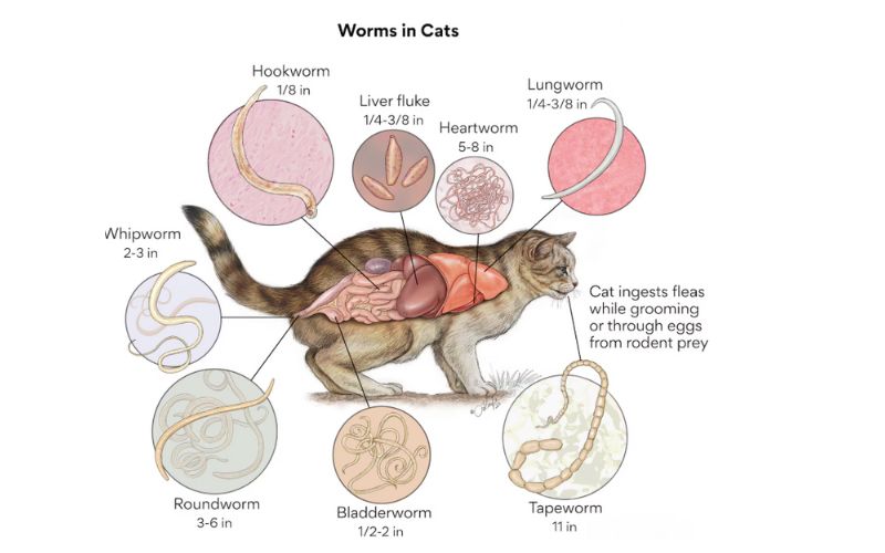 Worms in Cats