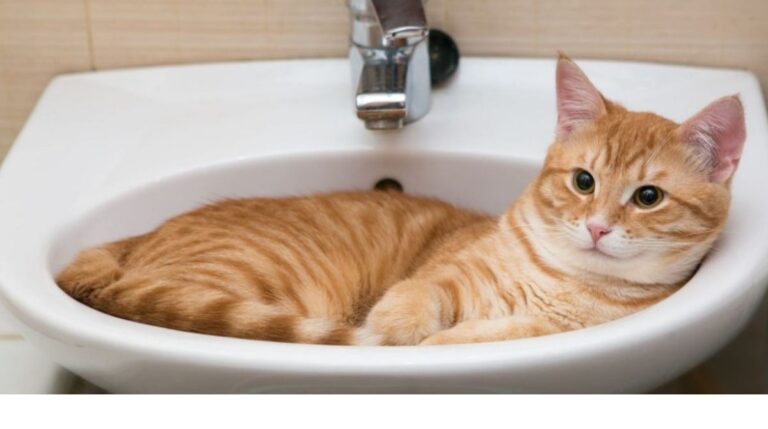 Cat Follows You to the Bathroom
