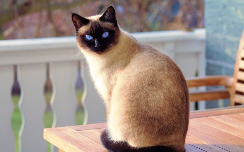 Cat Lifespan