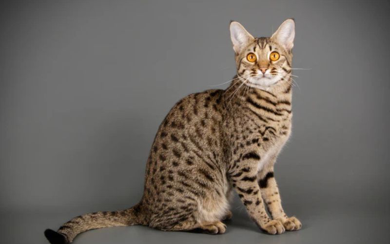 Cat Lifespan