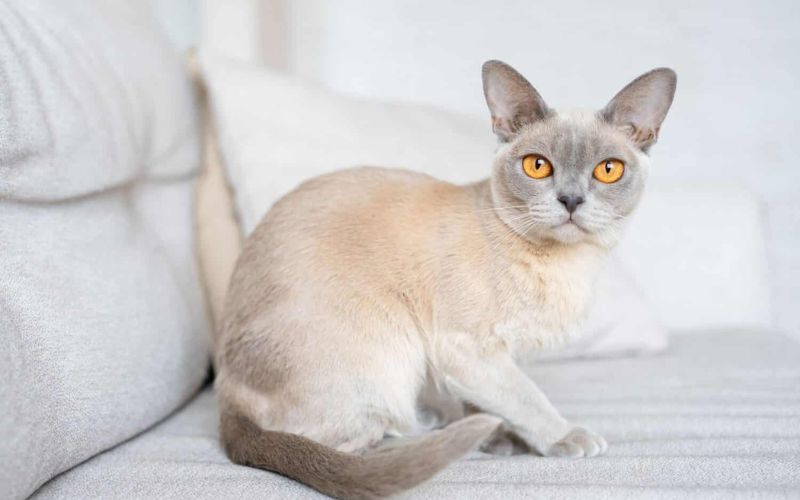 Cat Lifespan