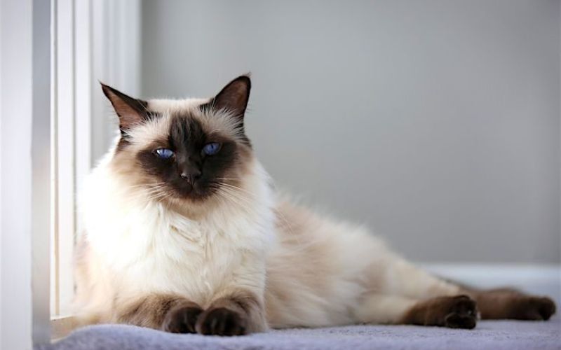 Cat Lifespan