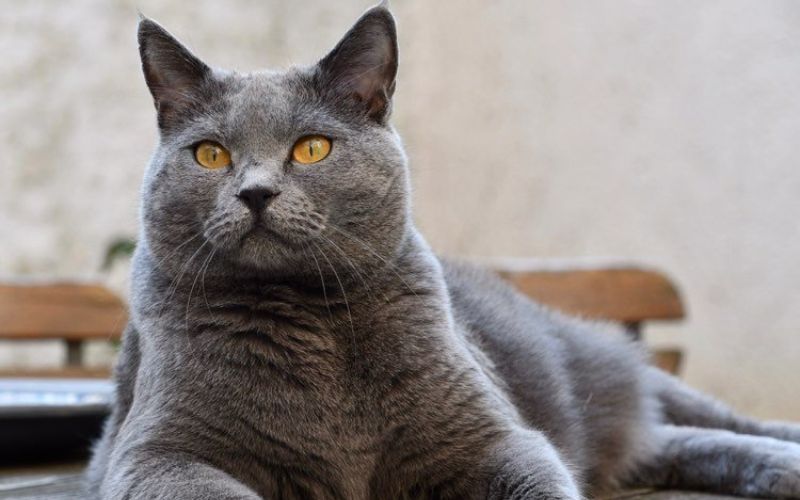 Cat Lifespan