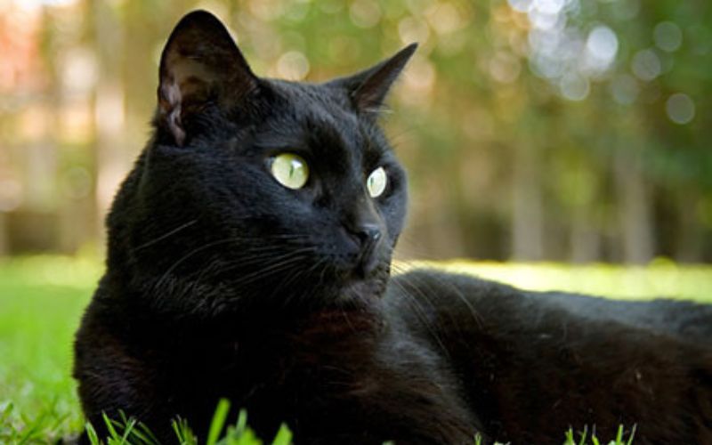 Cat Lifespan