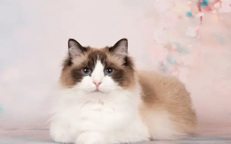 Cat Lifespan