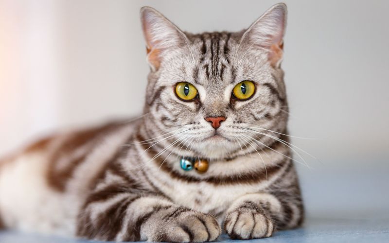 Cat Lifespan