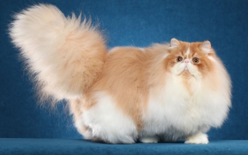 Cat Lifespan