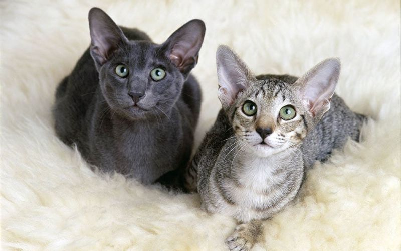 Cat Lifespan