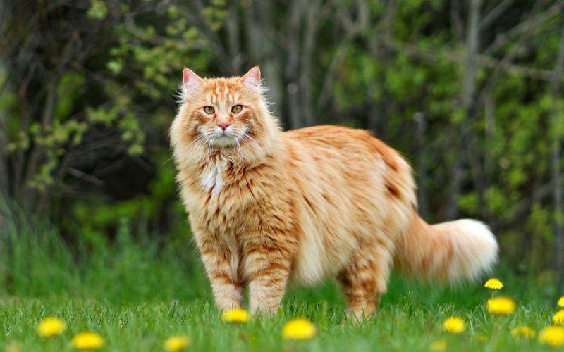 Cat Lifespan
