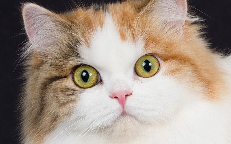 Cat Lifespan