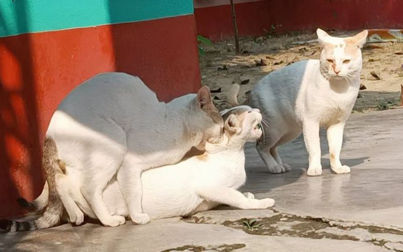 Cat Biting on Other Cats Neck