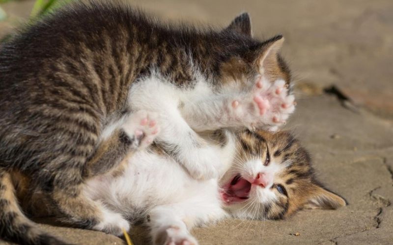 Cat Biting on Other Cats Neck