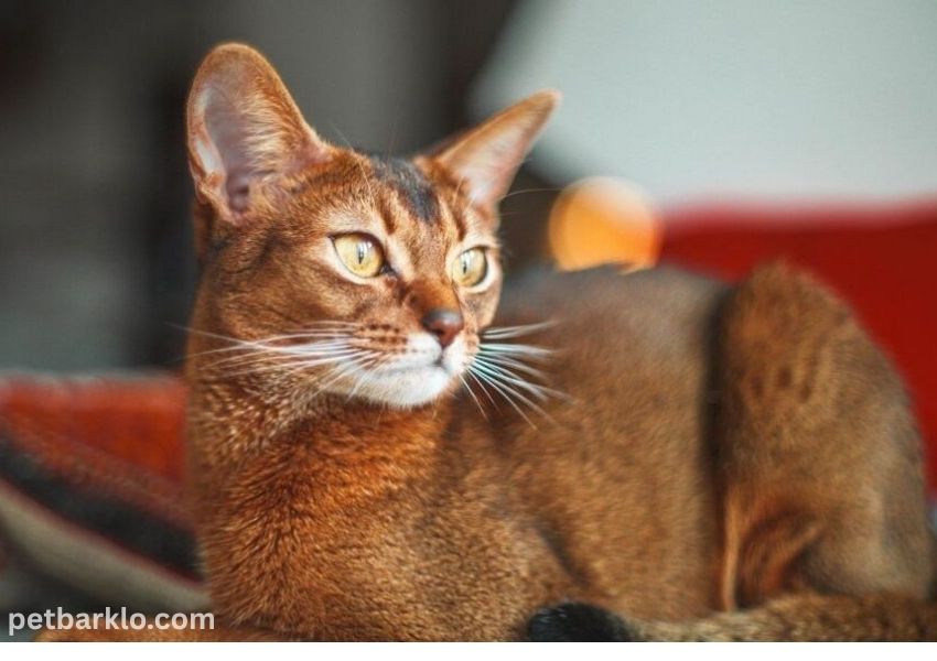 Orange Tabby Cats