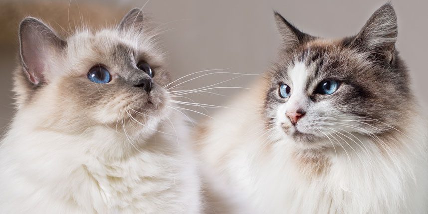 Cat Lifespan