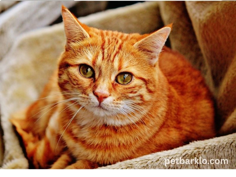 Orange Tabby Cats