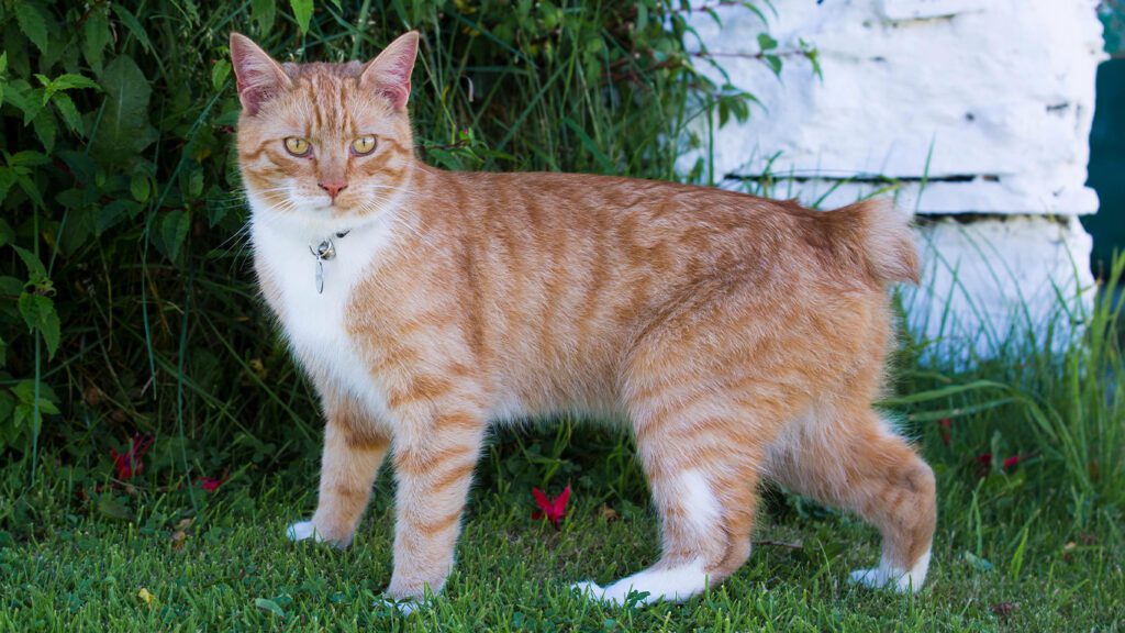 Cat Lifespan