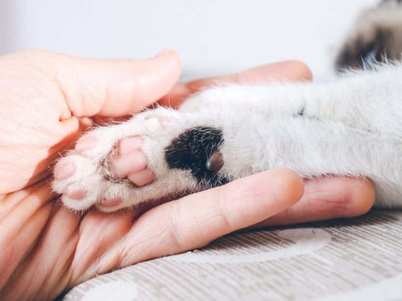 Cat Paws Hot
