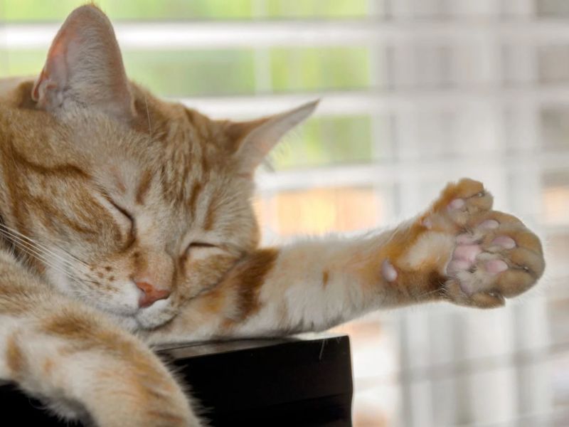 Cat Paws Hot