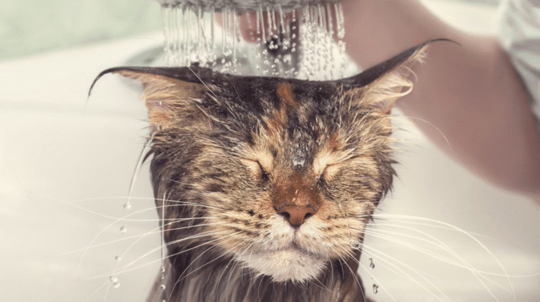 Bath a Cat