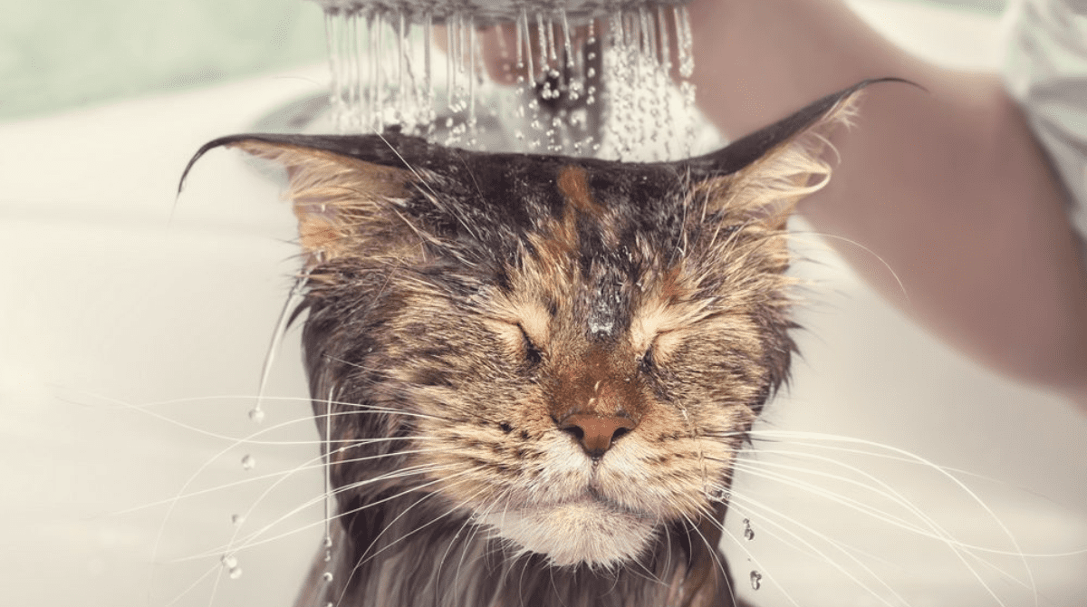Bath a Cat
