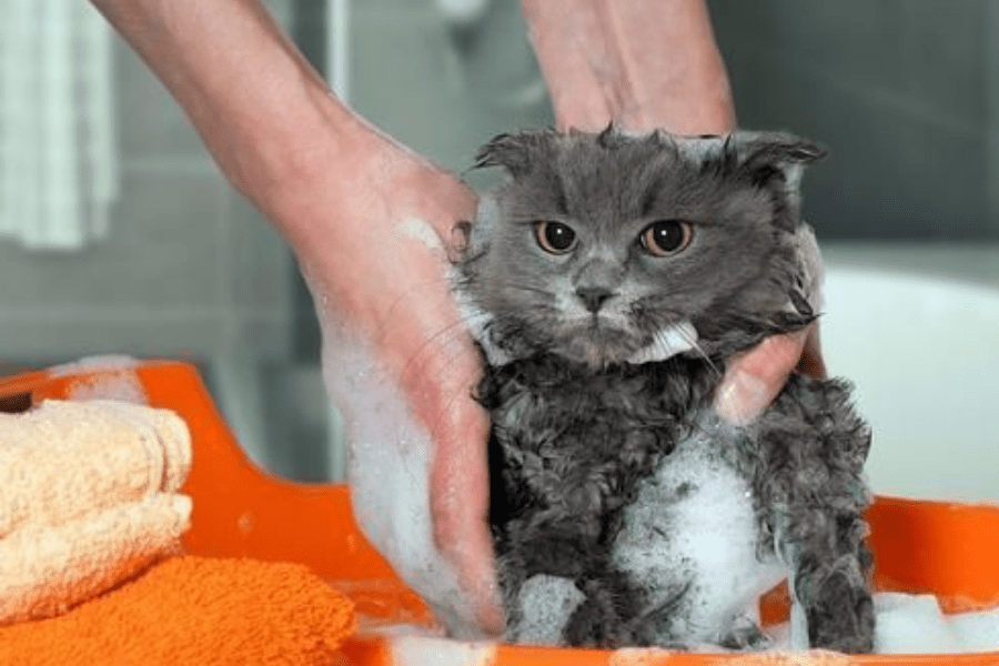 Bath a Cat