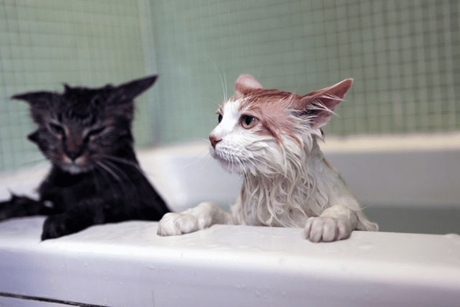 Bath a Cat