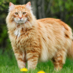 Maine Coon Cat Size