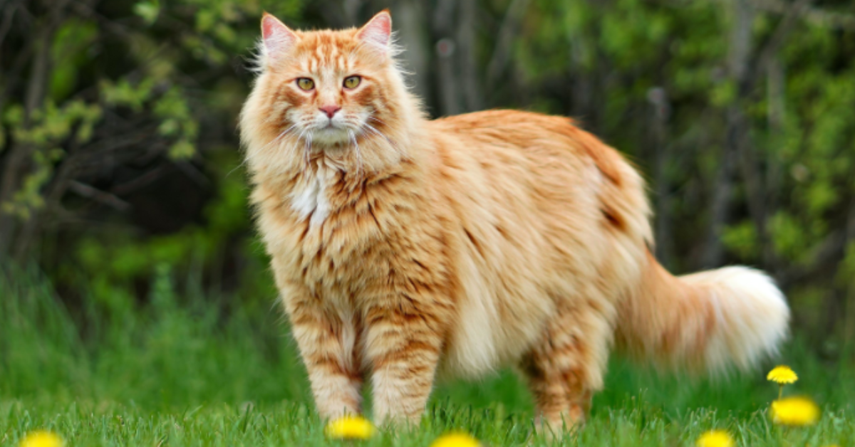 Maine Coon Cat Size