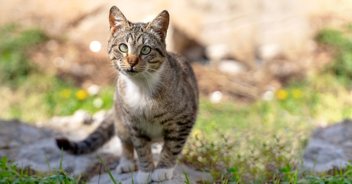 Down Syndrome in Cats